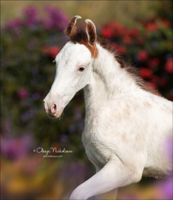 Marwari Foal